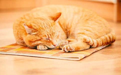 【实用】小猫咪作文400字六篇