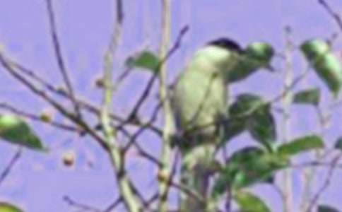 ��һֻС�񡷶����