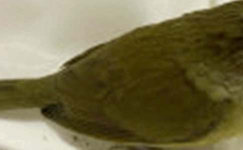 精选小鸟作文300字四篇