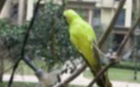 关于二年级小鸟的作文汇总六篇