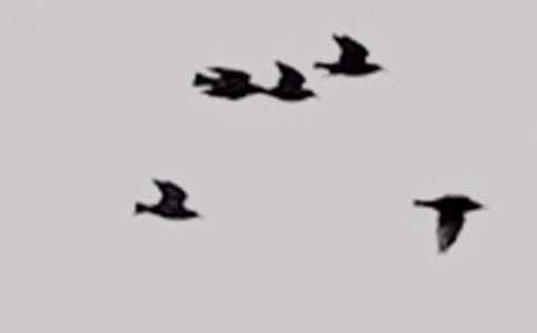 С����ռ�(15ƪ)