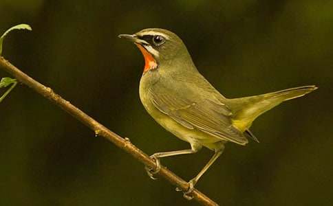 【精选】小鸟的作文400字3篇