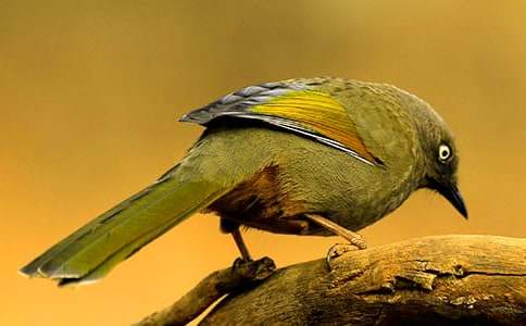 ����һֻС������500�֣���ѡ31ƪ��