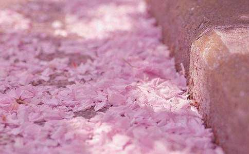 樱花开了的朋友圈说说