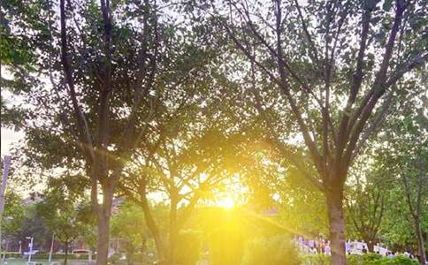 【推荐】动人的早安朋友圈问候语摘录55条