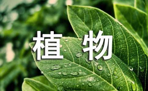 有关植物作文300字4篇