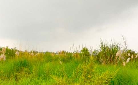 ���߽���г�Ĵ��졷�����