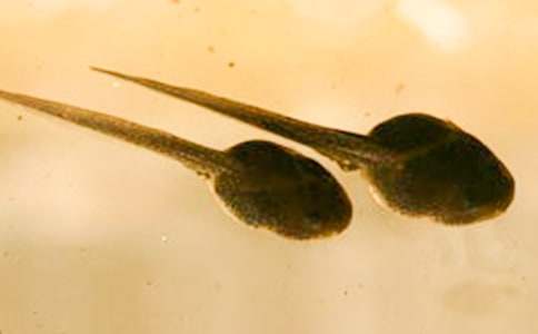 【精选】蝌蚪作文400字三篇