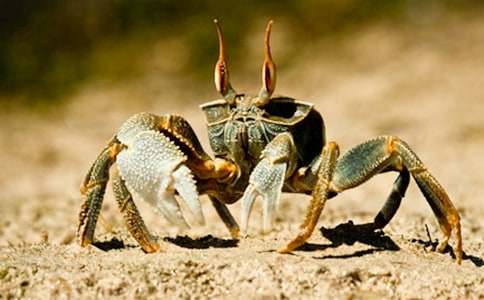 抓螃蟹作文700字