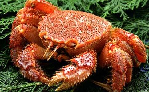 螃蟹的作文600字4篇(荐)